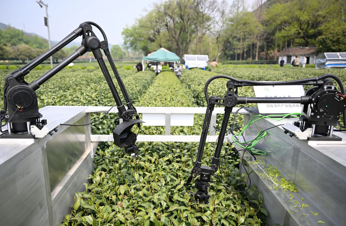 Một robot hái trà ứng dụng AI tại cánh đồng trà Long Tỉnh ở Hàng Châu vào tháng 4. Hệ thống bắt chước cử chỉ của con người, sử dụng công nghệ nhận dạng hình ảnh được đào tạo trên dữ liệu tổng hợp trong 6 năm. Ảnh: VCG
